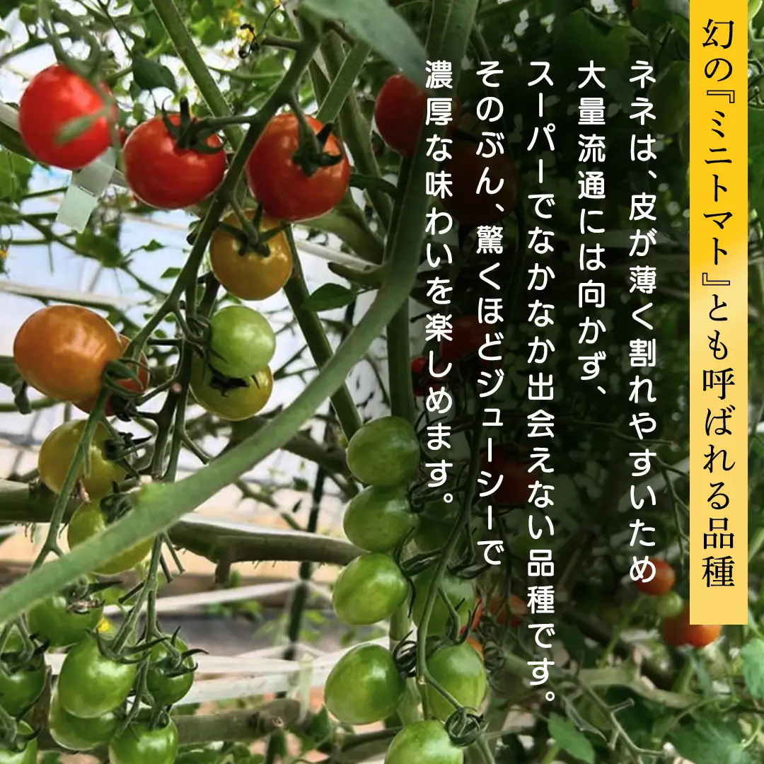 ミニトマト ネネ 1kg (FF002)