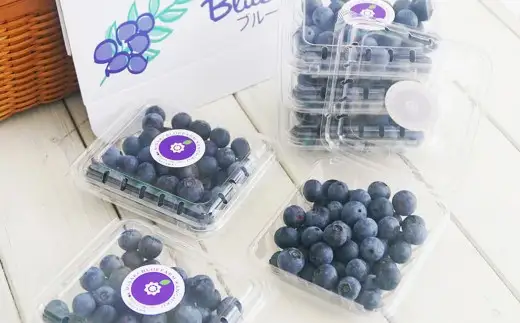ラビットアイ系 ブルーベリー 約100g × 6パック 合計約600g くだもの 果物 フルーツ 果実 果汁 果肉 新鮮 国産 岡山県産 旬 ジャム プレゼント ギフト 贈り物 贈答品 贈答 【 2026年7月上旬～8月上旬発送予定 】