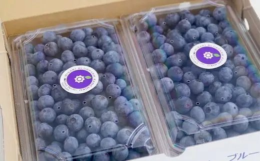 ラビットアイ系 ブルーベリー 約500g × 2パック 合計約1kg くだもの 果物 フルーツ 果実 果汁 果肉 新鮮 国産 岡山県産 旬 ジャム プレゼント ギフト 贈り物 贈答品 贈答 【 2026年7月上旬～8月上旬発送予定 】