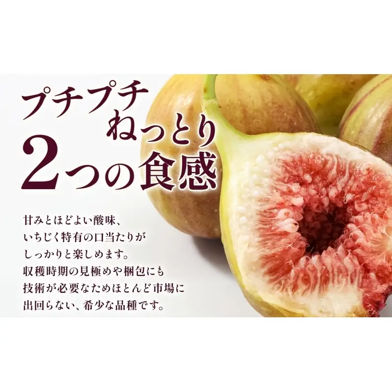 数量限定 いちじく 蓬莱柿 ほうらいし 約1kg 8粒～12粒 朝穫れ 果物 フルーツ 無花果 イチジク 愛知県産 デザート おやつ 食後 朝採り 産地直送 お取り寄せ 送料無料 名古屋西青果 愛知県 蟹江町