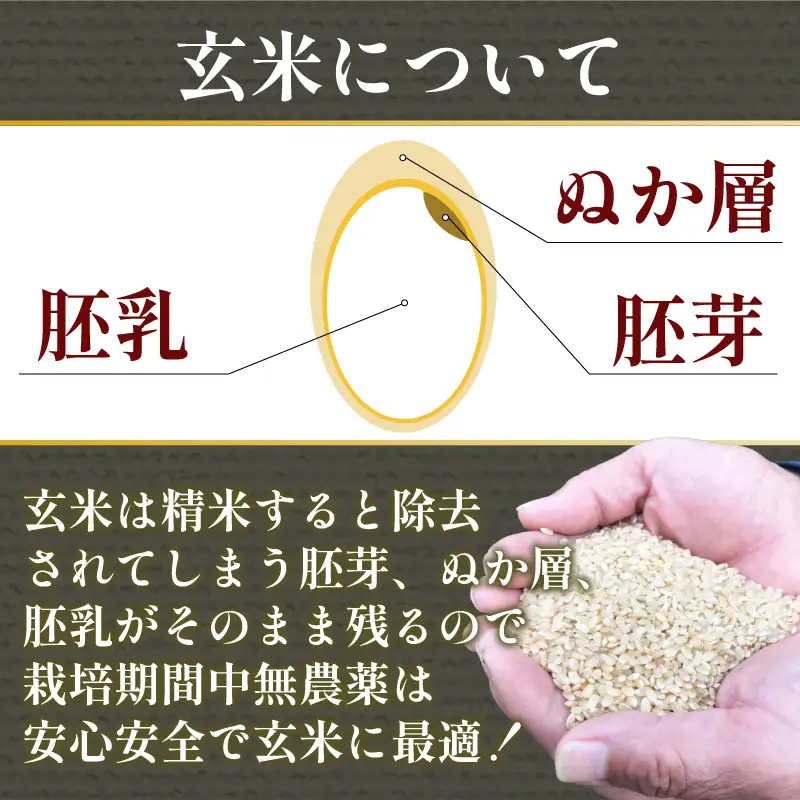 【令和7年産】玄米 10kg コシヒカリ 令和7年産 米 こめ ご飯 ごはん おにぎり 卵かけご飯 白米 栽培期間中農薬不使用 食品 備蓄 備蓄米 保存 防災 ギフト 贈答 プレゼント お取り寄せ グルメ 送料無料 徳島県