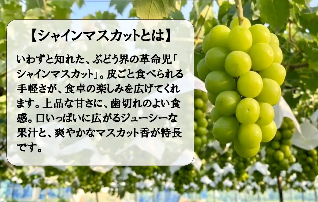 《訳あり》でも誇れる美味しさ 【シャインマスカット】 1.0kg以上（２～3房） 【2026年発送分 先行予約】- FUJIKAWA GRAPES -　 嬉しい満足感