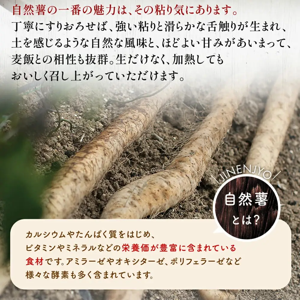 【7日以内発送】 自然薯 1800g とろろ じねんじょ 【自然薯】 尾白弁当
