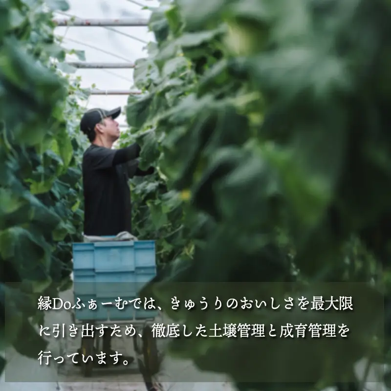 宮崎県高原町産きゅうり5kg（45～60本）　[国産 九州産 サラダ お料理 ワンストップオンライン 10000円]  TF0906-P00082