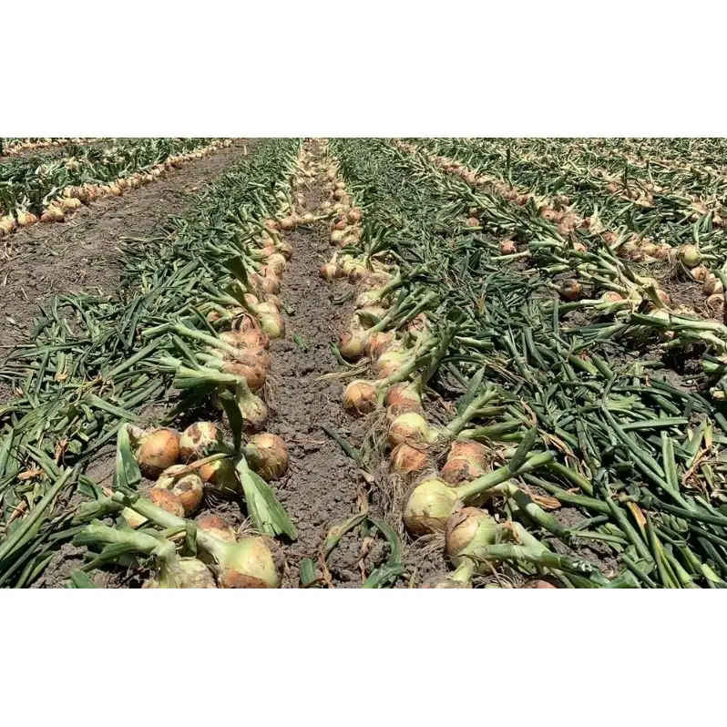 淡路島産玉ねぎ　10kg　たまねぎ タマネギ 玉葱 吊り玉 秀品 野菜 新鮮 長持ち カレー シチュー バーベキュー スープ 兵庫県 洲本市 淡路島