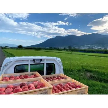 田中さんの白桃1.5kg | 樹上完熟にこだわった長野県中野市の桃です。【配送不可地域：離島】【1725115】