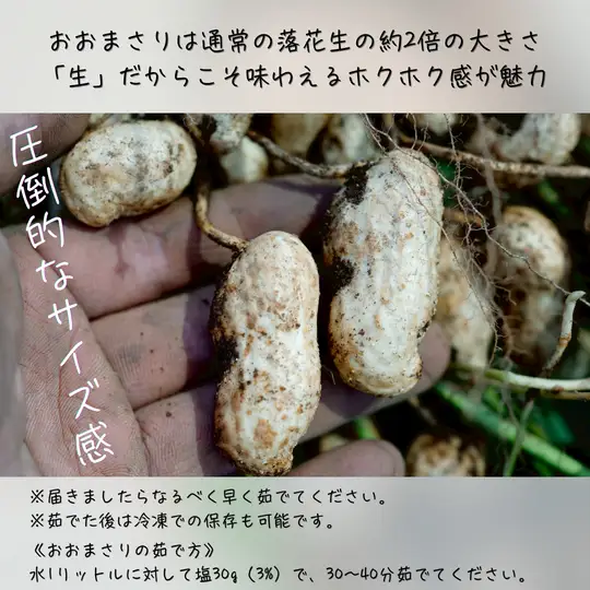 落花生　おおまさり（生） 1kg