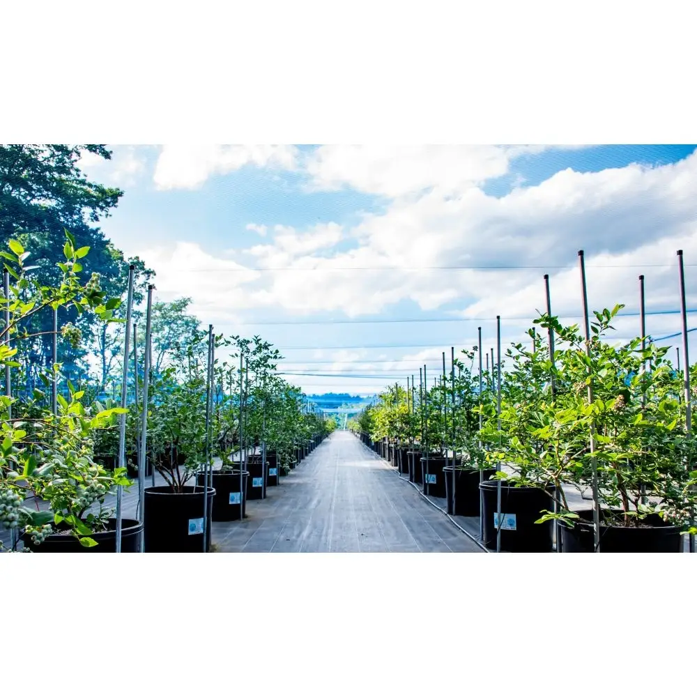 矢板市産 完熟 ブルーベリー　[JEWELBERRY] 960g（120g×8パック） 【2026年6月～8月発送】 栃木県 矢板市