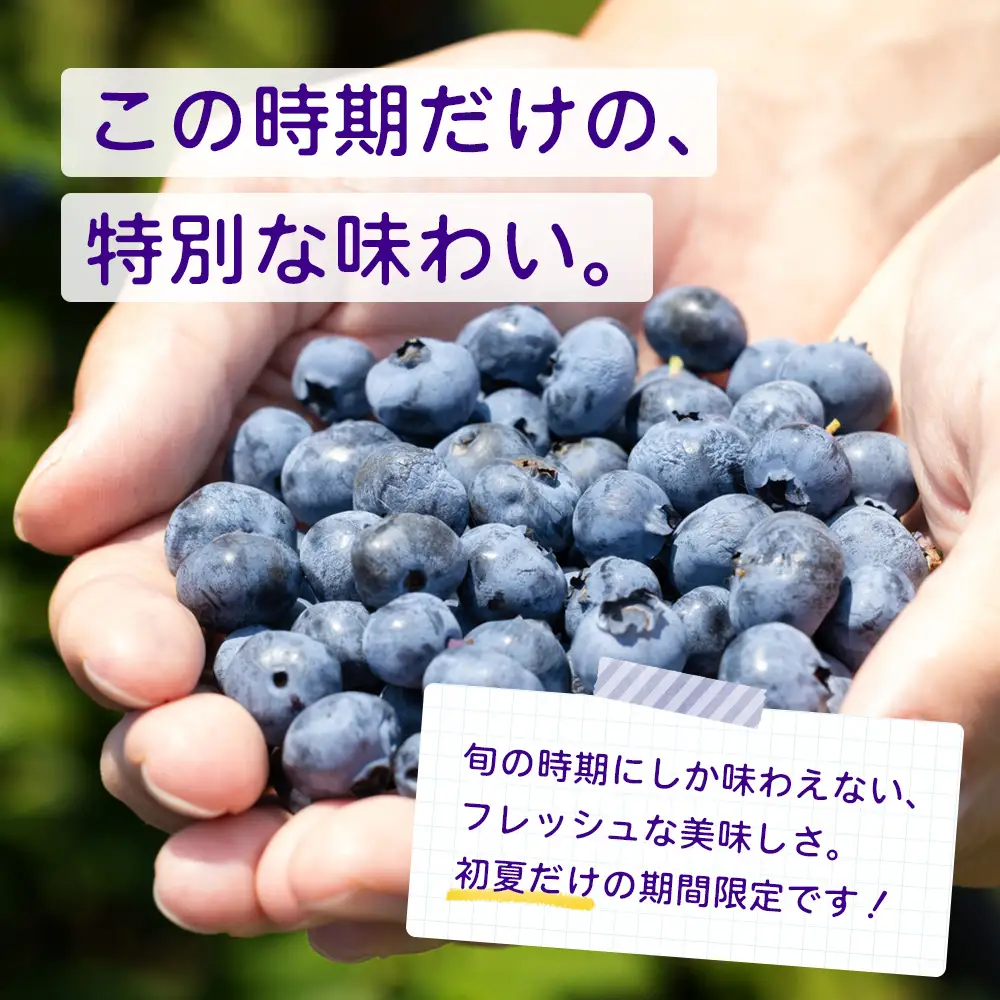 鹿児島県の南国！南大隅町の農園で、ブルーベリー摘み取り体験♪ ブルーベリー摘み取り体験チケット （60分食べ放題） ≪大人1名様分≫ BO-3｜鹿児島県 南大隅町 農園 収穫体験 果物 ブルーベリー チケット 体験 本土最南端