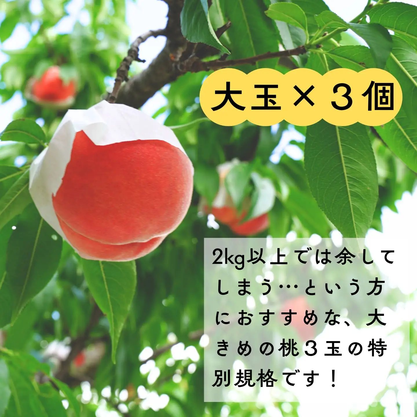 先行予約 桃 約1kg [2026年発送分] 大玉３個 令和8年産桃 もも モモ 石田フルーツガーデン
