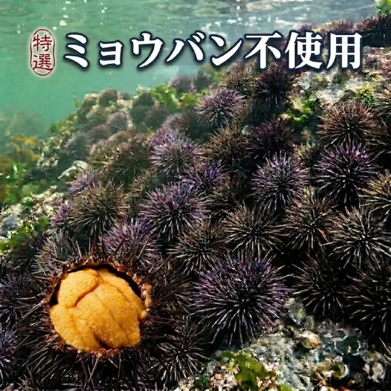 【期間限定】生うに 150g 大船渡産 ミョウバン不使用 冷蔵 三陸