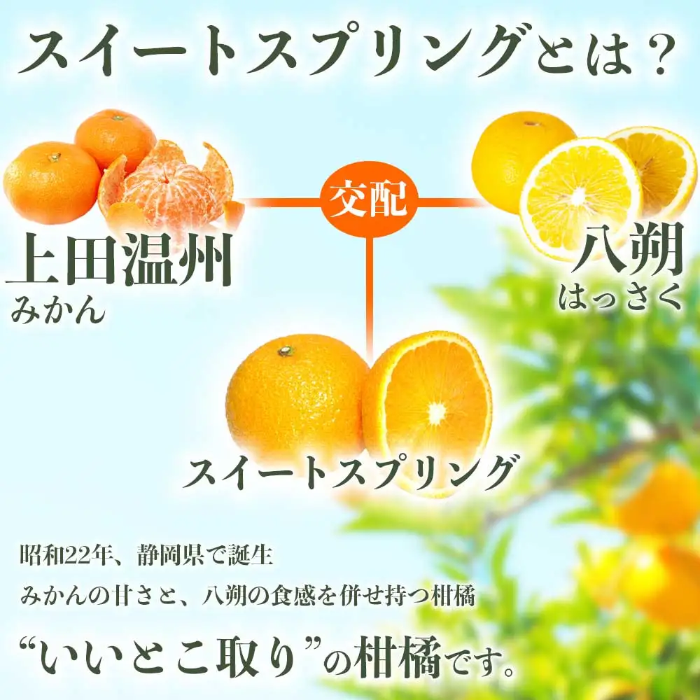 先行予約 訳ありスイートスプリング みかん 約10㎏ 【2027年1月中旬～2027年3月上旬配送予定】