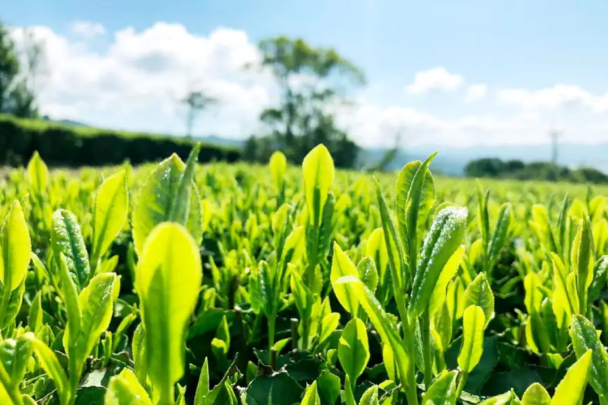 お茶 緑茶 茶葉 そのぎ茶 「澄」「晴」 100g 2本 [尾上製茶 長崎県 東彼杵町 hs42beb820000]