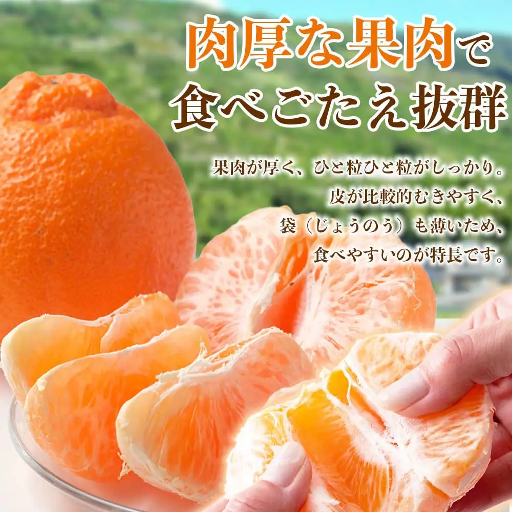 先行予約　デコポン 約2㎏（5～9玉）【2026年12月上旬～2027年4月上旬発送予定】
