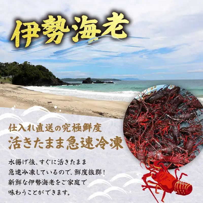 天然 ボイルサザエ 10個 蒸し伊勢海老 1kg カット伊勢海老 300g 急速冷凍