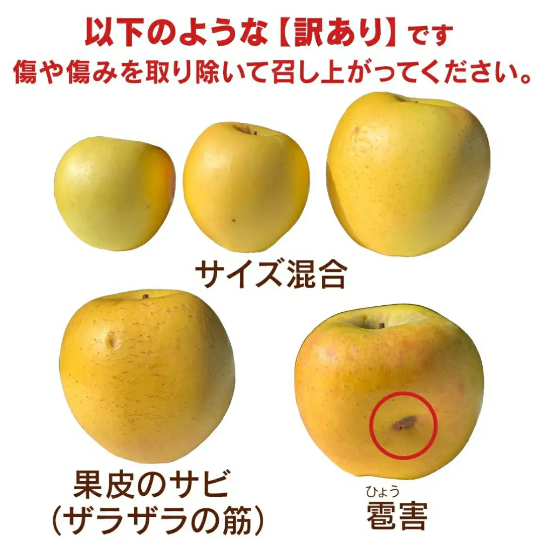 【2026年先行予約】千曲市産 シナノゴールド りんご 約5kg 訳あり 家庭用 | りんご