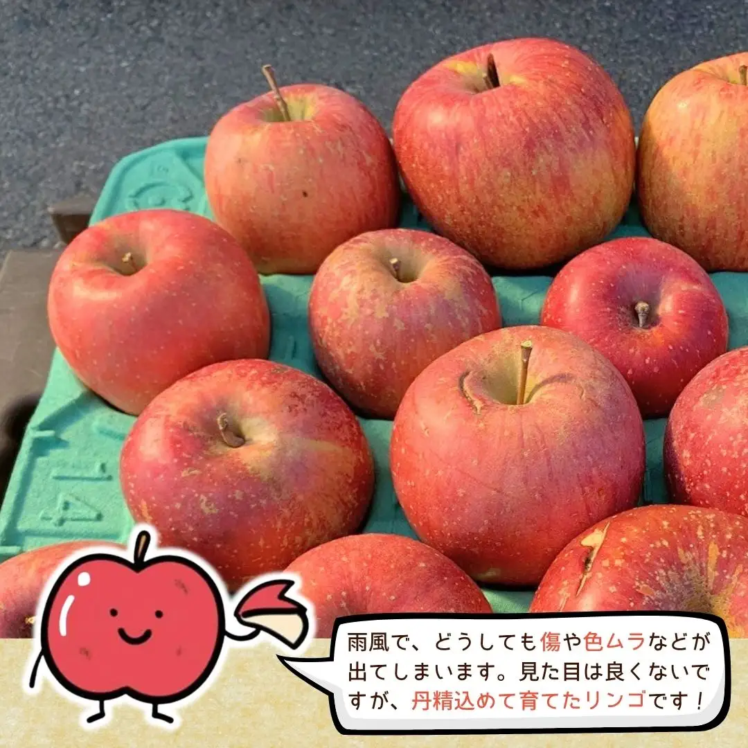 【2026年先行予約】千曲市産 サンふじ りんご 約5kg  訳あり 家庭用 | りんご