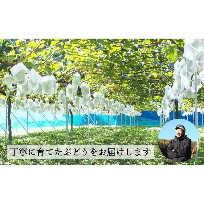【2026年産予約】シャインマスカット 約2kg（3〜5房）｜農園直送｜2026年9月中旬より発送予定　ぶどう 種なし 皮ごと フルーツ 果物 デザート おやつ マスカット ブドウ 葡萄 秋 旬 信州産 長野県産