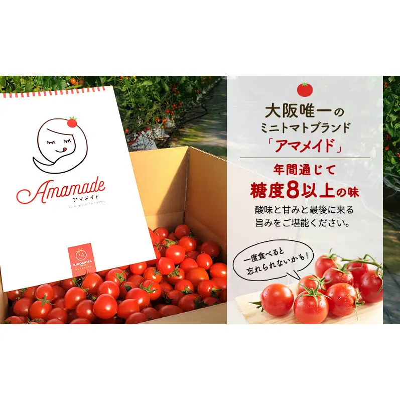 【2026年10月～順次出荷】定期便 3回 ミニトマト2kg　アマメイド糖度8度以上　高リピート率野菜