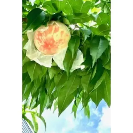 【2026年7月下旬より順次発送予定】桃「あかつき」1.5キロ(約4個)岩手県岩泉町より直送!【配送不可地域：離島・沖縄県・九州】【1739372】