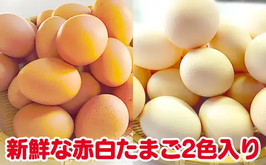 【３か月定期便】ひまわりたまご紅白セット 月１回（全３回）３か月セット ※破卵補償 卵 鶏卵 玉子 大容量 お試し おためし