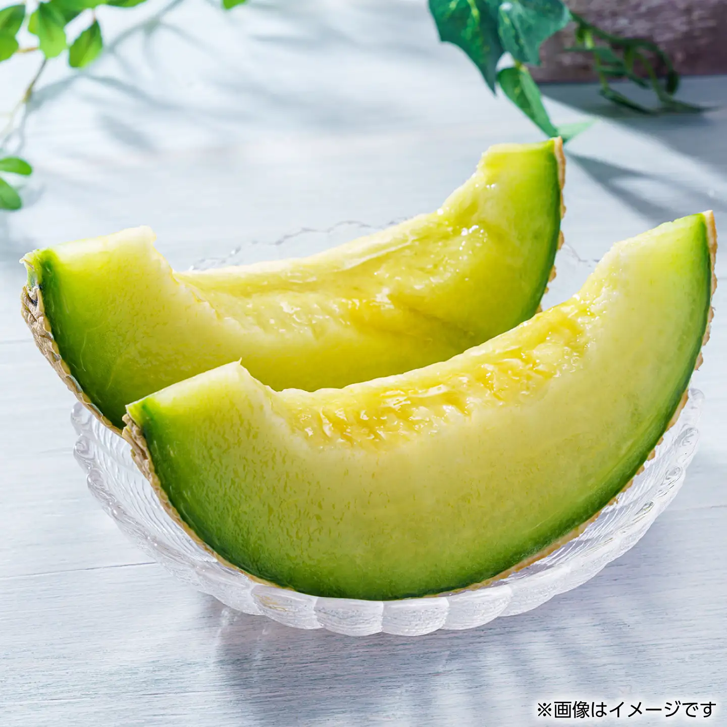 【先行予約】訳あり 肥後グリーン メロン 1玉入り【くまふる】[ZBG089]