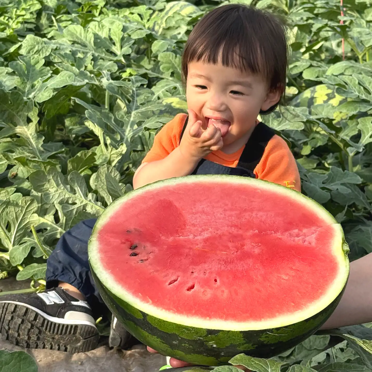大玉スイカ 7～8kg（2L～3L） すいか 大玉 フルーツ 野菜 果物 山鹿市 【山下農園】[ZGA001]