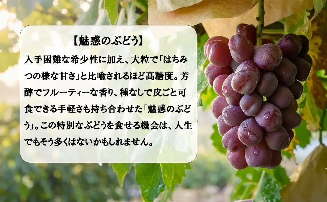 《超希少品種！》上級品をお得に　【富士の輝】　1.0kg以上（2～3房）　 【2026年発送分 先行予約】- FUJIKAWA GRAPES