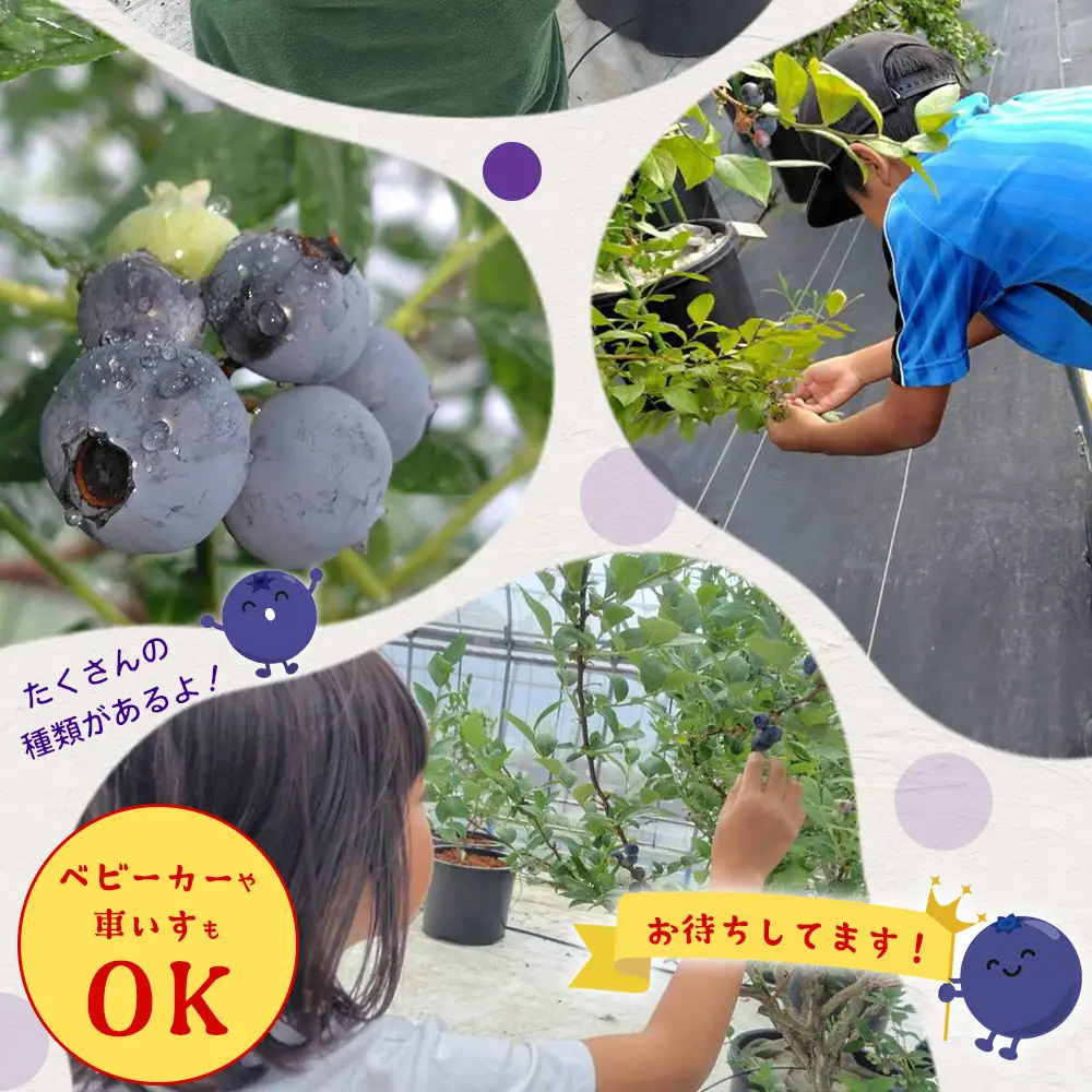 鹿児島県の南国！南大隅町の農園で、ブルーベリー摘み取り体験♪ ブルーベリー摘み取り体験チケット （60分食べ放題） ≪大人2名様分≫ BO-4｜鹿児島県 南大隅町 農園 収穫体験 果物 ブルーベリー チケット 体験 本土最南端