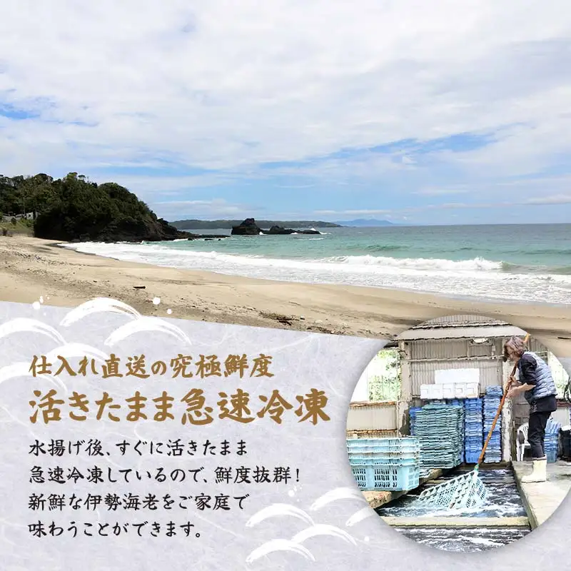 【 伊勢海老 】天然伊勢海老 1kg