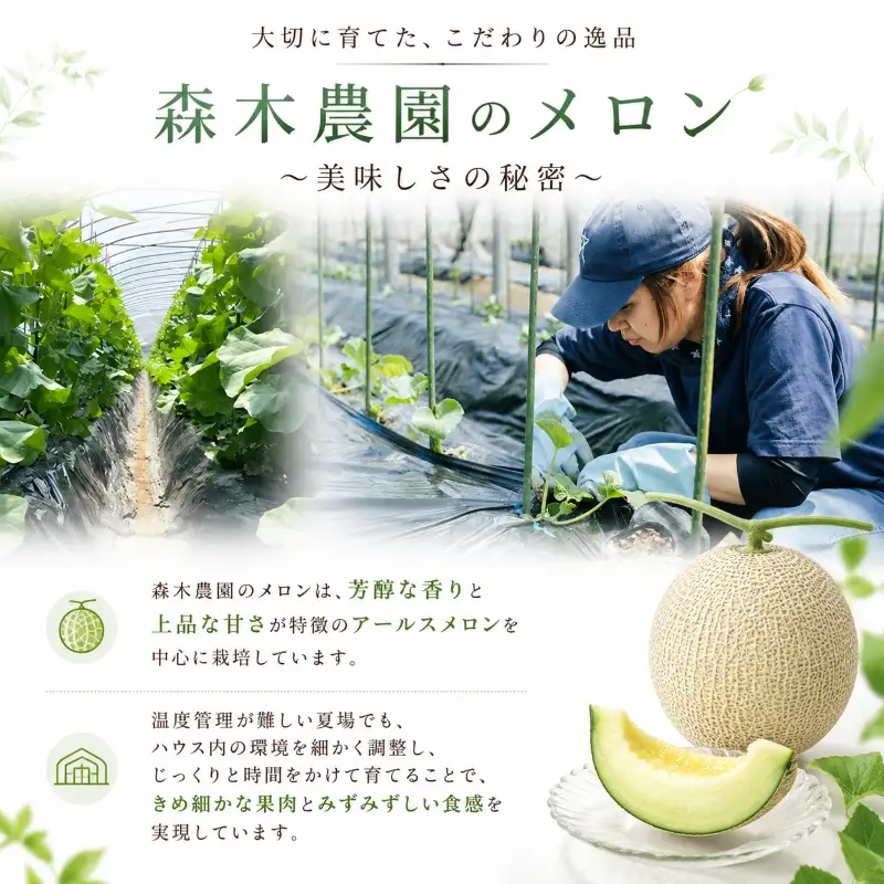 【5口限定・予約受付】アールスメロン メロン 1玉 【森木農園】