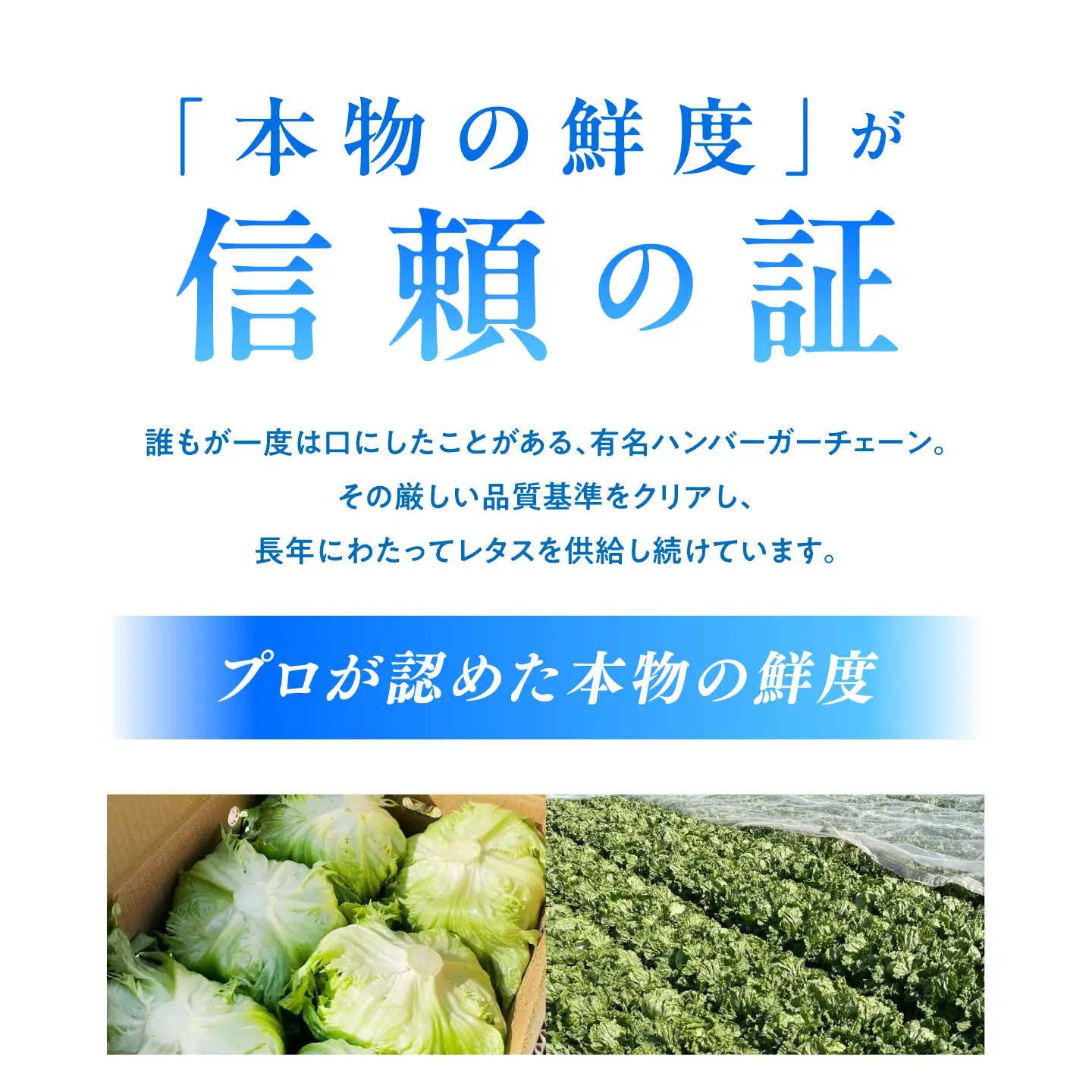 レタス 約4kg 旬レタス[SGU006]