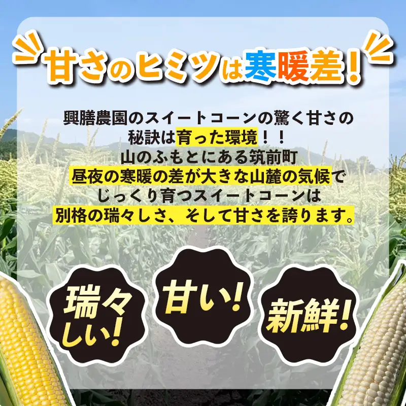 興膳農園のスイートコーン ホワイトコーン 約4kg(9~11本)【スイートコーン とうもろこし 白いとうもろこし 夏 野菜 旬 バーベキュー BBQ 産地直送 国産 興膳農園 福岡県 筑前町 BS003】