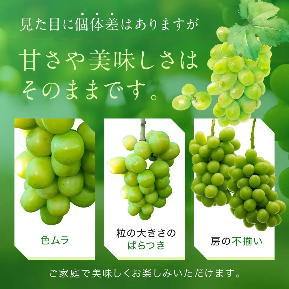 家庭用 シャインマスカット2房 合計900g | シャインマスカット