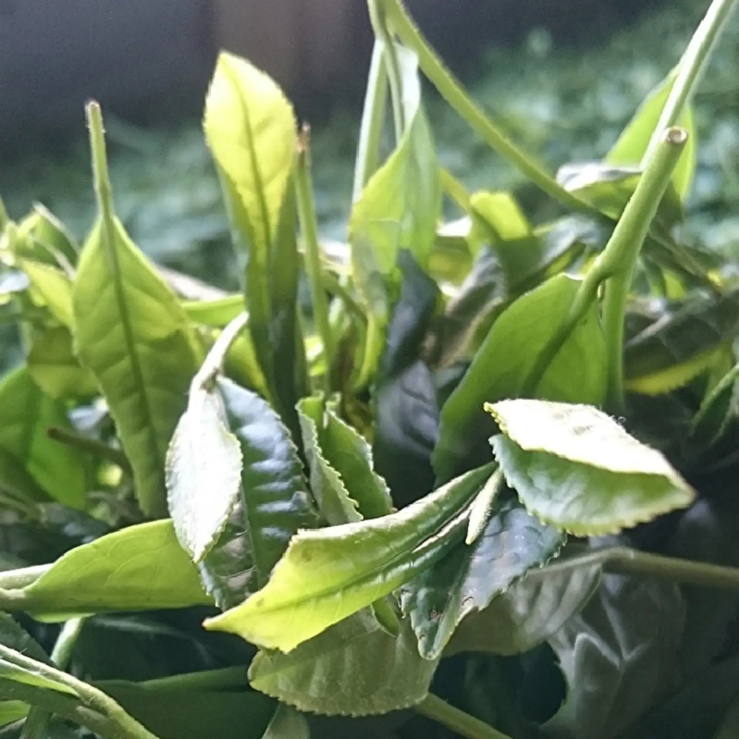 うれしの茶 特上 特撰 各 100g 合計 3袋 セット 嬉野茶 緑茶 茶葉 _b-163