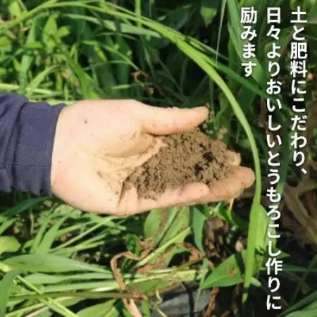 京都府久御山町 とうもろこし 5本 朝採り ゴールドラッシュ【配送不可地域：離島・北海道・沖縄県・東北】【1737372】