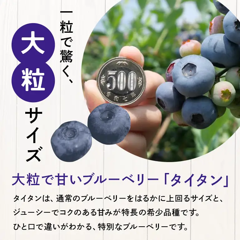 生ブルーベリー 600g（100g×6P） A16-021