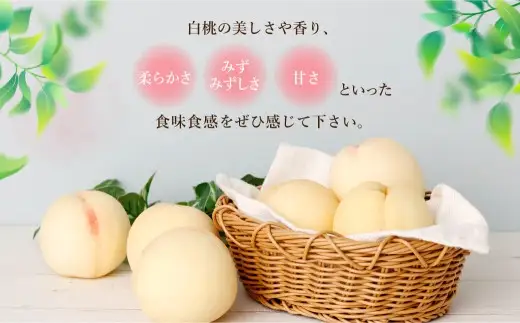 【 全3回定期便 】 訳あり 岡山白桃 （ 家庭用 ） 1.2kg以上 サイズ不揃い 果実 フルーツ 甘み 香り 旬 手土産 くだもの 果物 果汁 果肉 食感 国産 岡山県産 白桃 もも 桃 モモ 【 2026年6月下旬～8月下旬迄発送予定 】