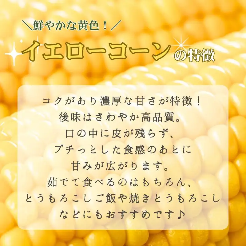 とうもろこし 2種 各5本 計 10本 セット 京丹後産 京都