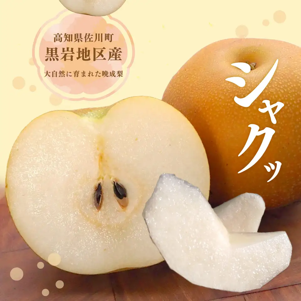 【ふるさと納税】＜新興梨 【期間・数量限定】＞梨 5kg 10～11玉 高知県 佐川町 黒岩 土本観光果樹園 フルーツ【常温】