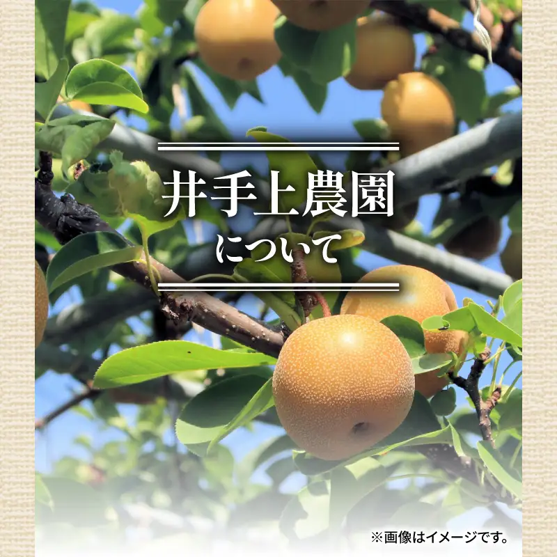【2026年8月初旬頃発送】 梨 5kg 幸水 梨 IDG