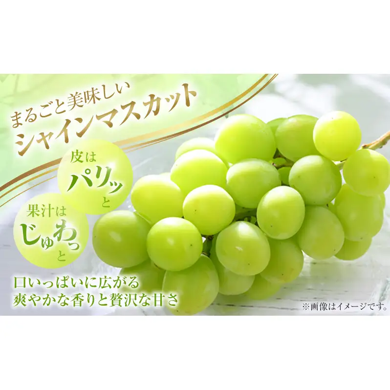 2026年 ぶどう 訳あり よくばり定期便 9月と10月の2回コース 総計 4kg 【1回目ニューピオーネ 2kg 9月中旬発送】 【2回目シャインマスカット 2kg 10月中旬発送】 岡山県高梁市産 9月10月各月発送 数量限定