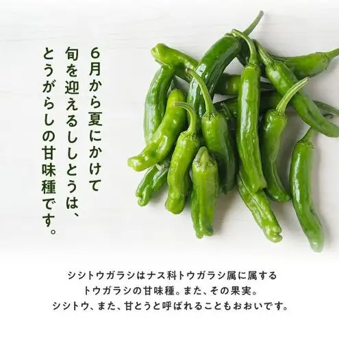 浜松市産 ししとう 約100g×10パック 合計約1kg とうがらし 獅子唐 シシトウ 国産 野菜 静岡 浜松市