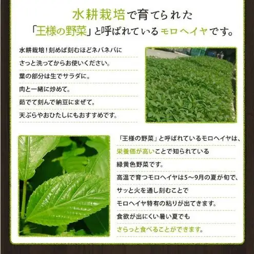 浜松市産 森島農園のモロヘイヤ 約40g×10袋 モロヘイヤ 野菜 葉物野菜 緑黄色野菜 天ぷら おひたし 和食 静岡 浜松市