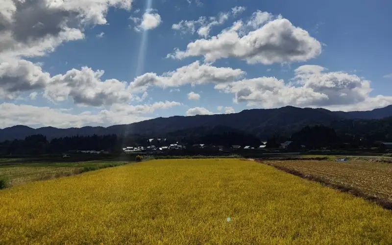 【令和8年産：先行予約】米 完全無農薬・化学肥料不使用 いせひかり5kg 蒜山高原しげちゃん農園 / 米 白米 無農薬 新米 岡山県 真庭市 蒜山【hsig005-01】