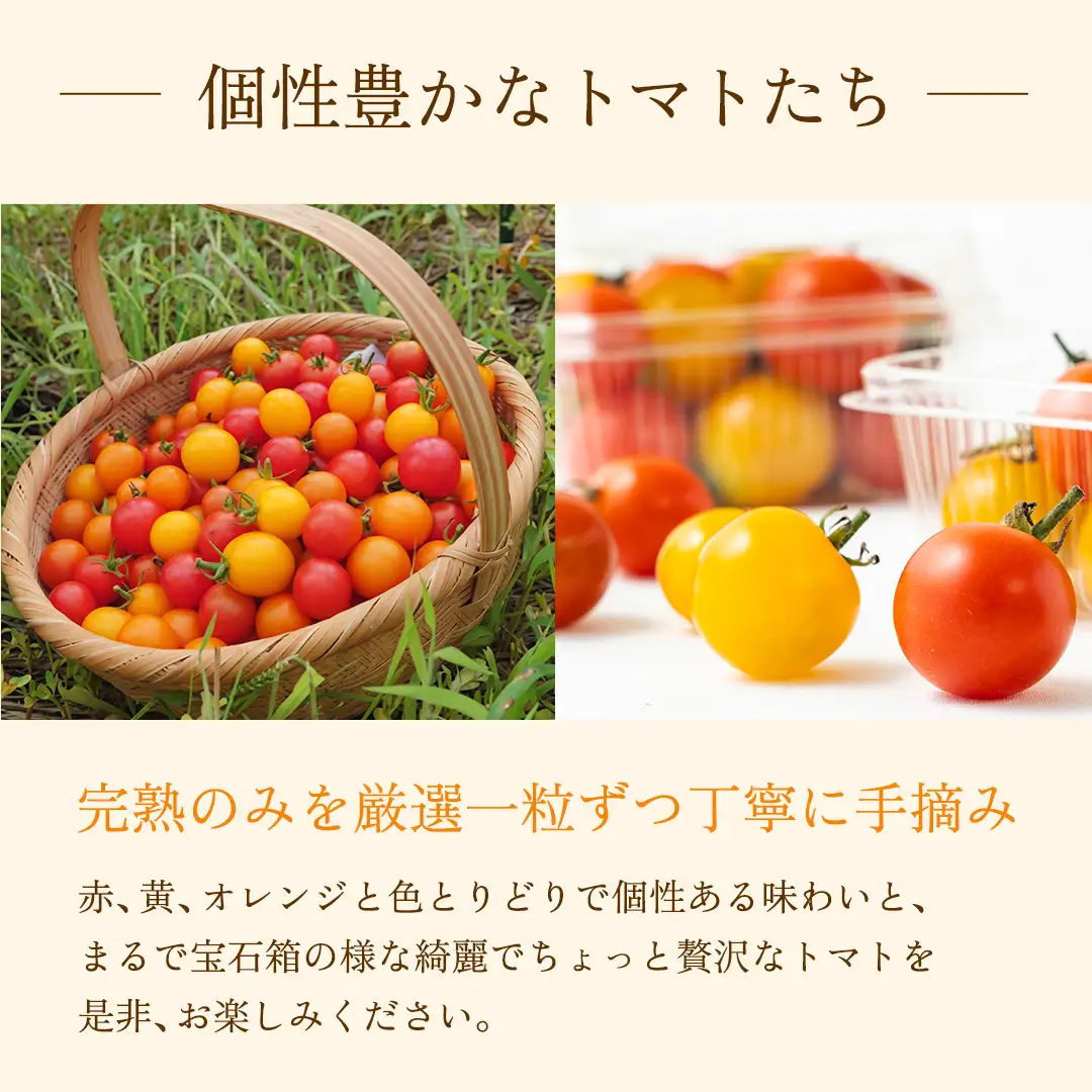 【8月下旬発送開始】 ミニトマト 約 230g × 4パック 【 あめつち農園 】 [BP001tu]