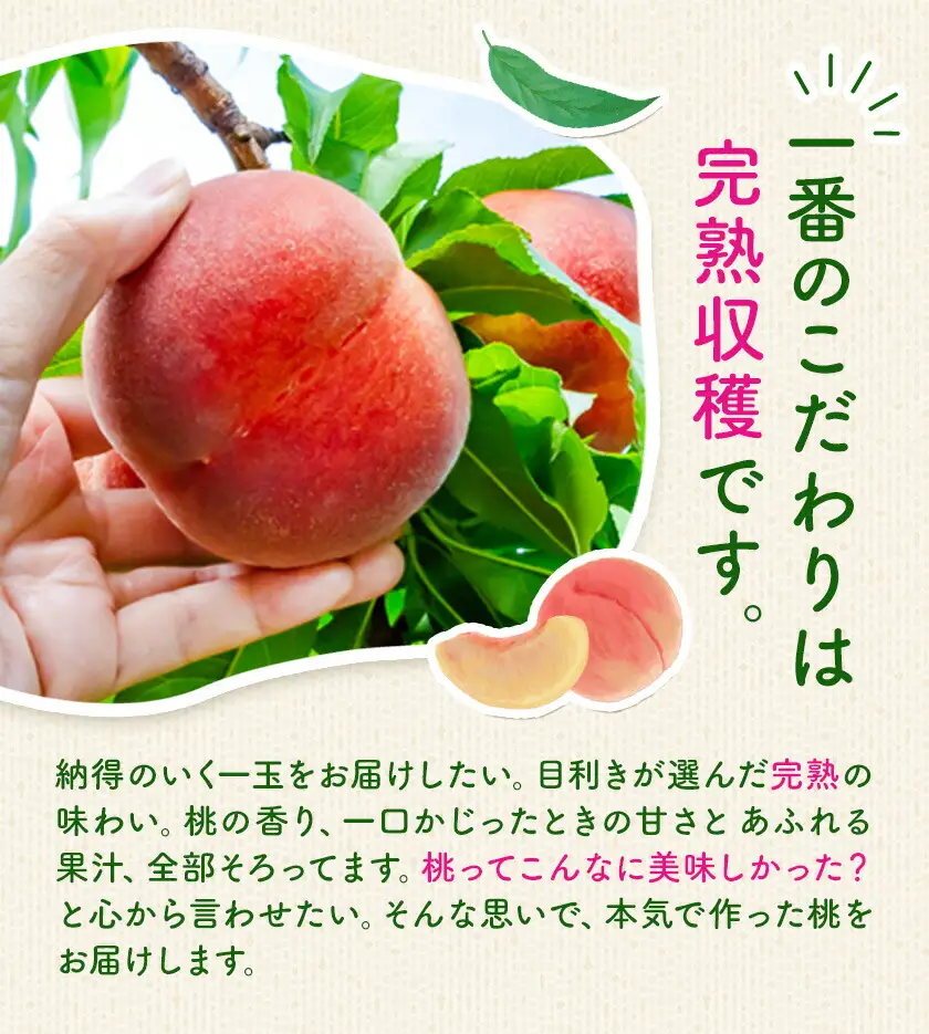 桃 hata農園 直送 あら川の桃 約2kg 5-8玉 And《2026年6月下旬-8月上旬頃出荷》和歌山県 紀の川市 フルーツ 果物 あらかわの桃 もも 【玉数指定不可】