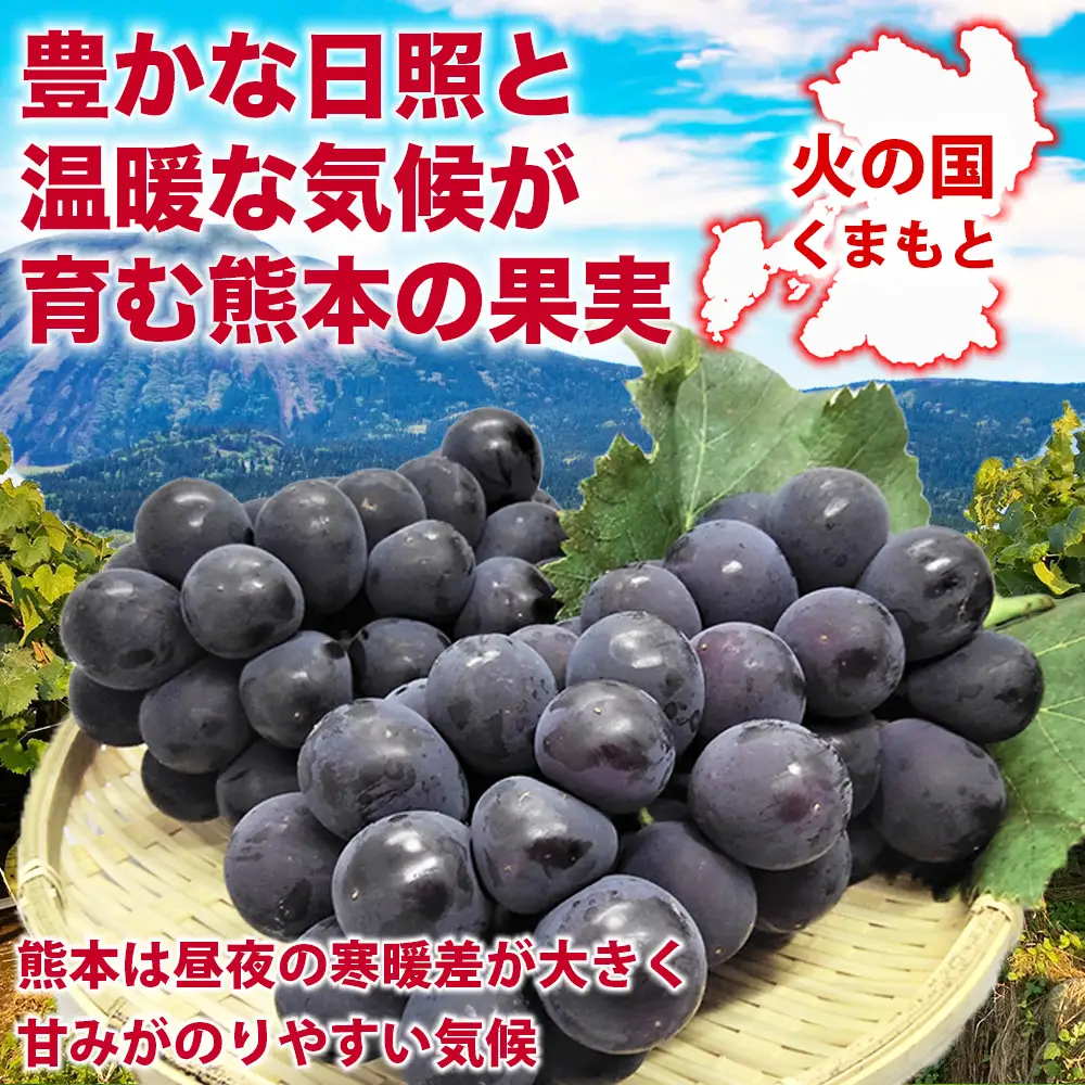 先行予約 巨峰  約2.4㎏(8パック)【2026年7月下旬～2026年8月下旬配送予定】