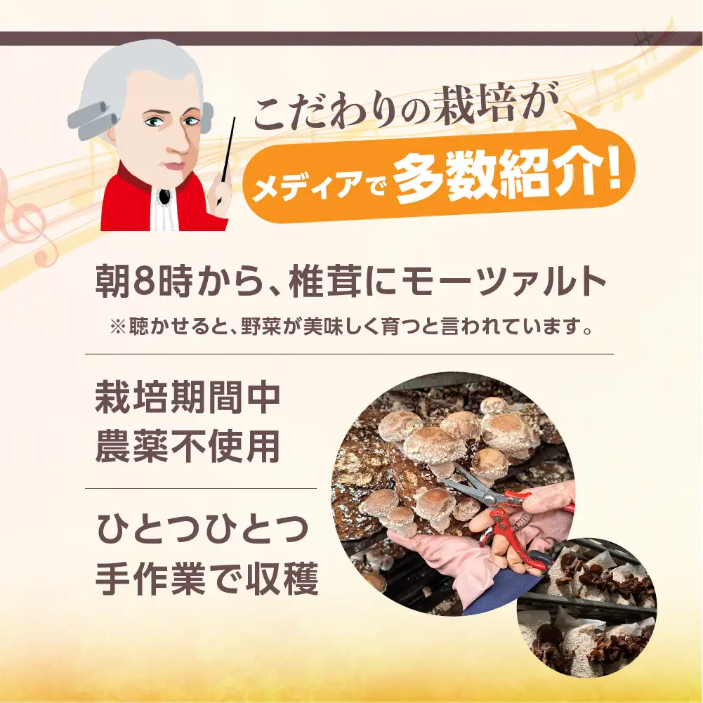 訳あり 乾燥しいたけ(スライス)｜しいたけ