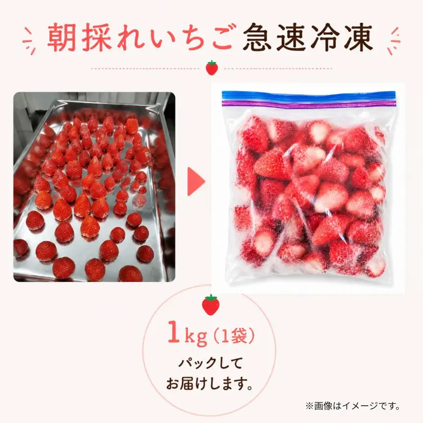 完熟・急速 冷凍いちご 5kg イチゴ| 渡邉いちご園